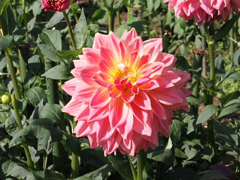 Dahlia hybrida cv. Tennyo