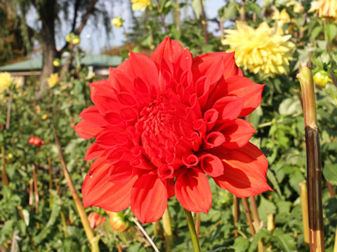 Dahlia hybrida cv. Totenko