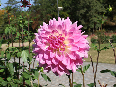 Dahlia hybrida cv. Yuagaribijin