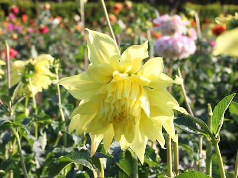 Dahlia hybrida cv. Nasunohikari