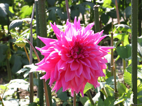 Dahlia hybrida cv. Nidomenoseishun