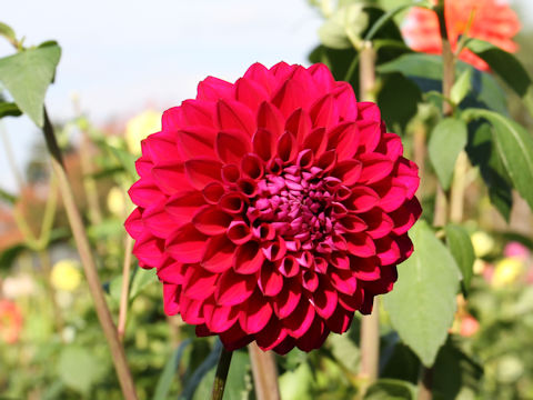 Dahlia hybrida cv. Nippon