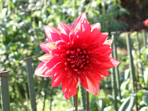 Dahlia hybrida cv. Netsujo