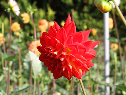 Dahlia hybrida cv. Moerukokoro