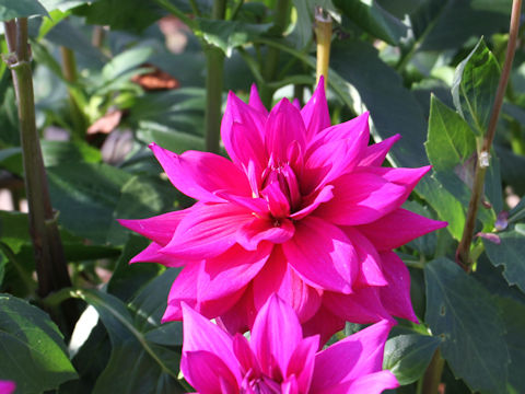 Dahlia hybrida cv. Noshi