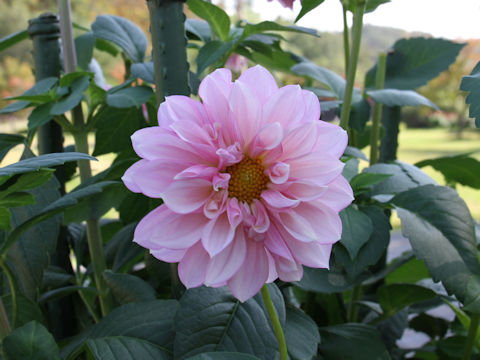 Dahlia hybrida cv. Umenoyado