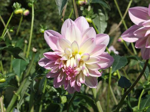 Dahlia hybrida cv. Umenamiki