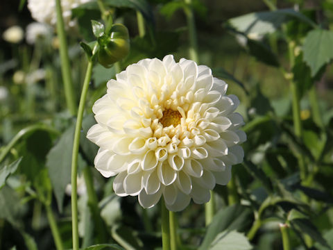 Dahlia hybrida cv. Hakkyu