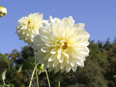 Dahlia hybrida cv. Hakubanokishi