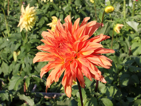 Dahlia hybrida cv. Banshunomori