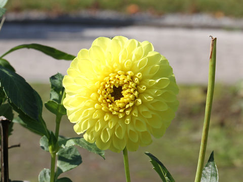 Dahlia hybrida cv. Mitsuki