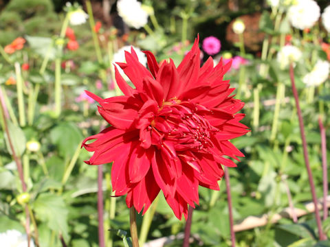 Dahlia hybrida cv. Bijonomatsu