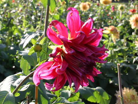 Dahlia hybrida cv. Hissho