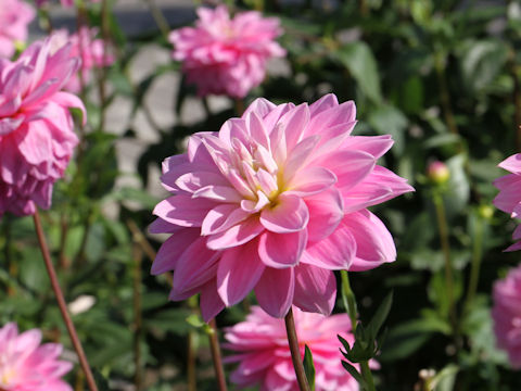 Dahlia hybrida cv. Himesakura