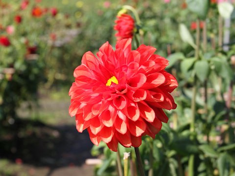 Dahlia hybrida cv. Hamakouta