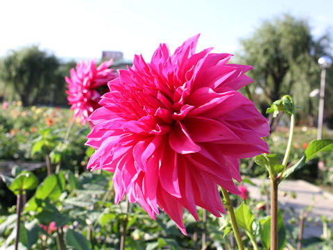 Dahlia hybrida cv. Fujinoizumi