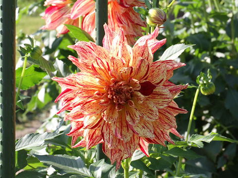 Dahlia hybrida cv. Uwakinaame