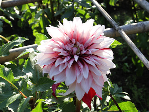 Dahlia hybrida cv. Uwakigokoro