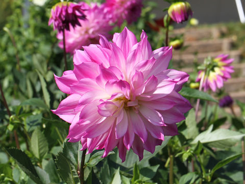 Dahlia hybrida cv. Kazenoshirabe