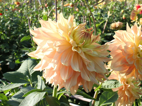 Dahlia hybrida cv. Hahagokoro