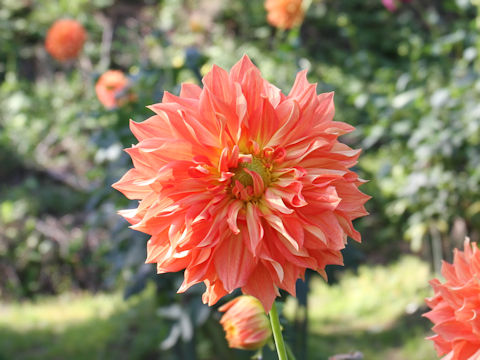 Dahlia hybrida cv. Takarakaze