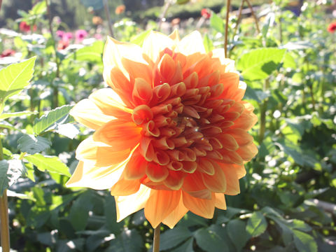 Dahlia hybrida cv. Honetsu