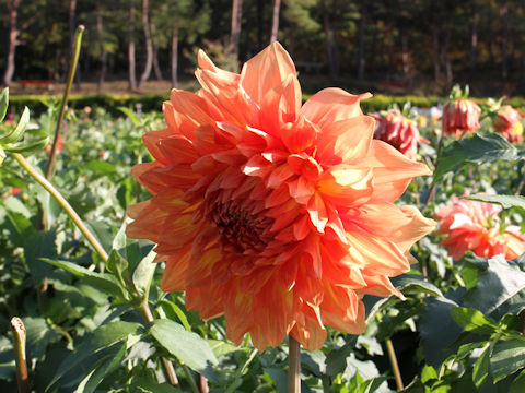 Dahlia hybrida cv. Boushuji