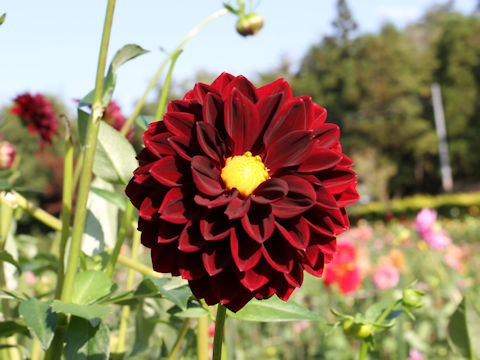 Dahlia hybrida cv. Majo