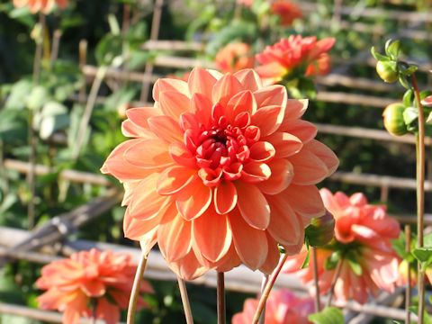 Dahlia hybrida cv. Miseru-seishunyumebutai