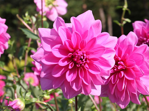 Dahlia hybrida cv. Yumegokochi