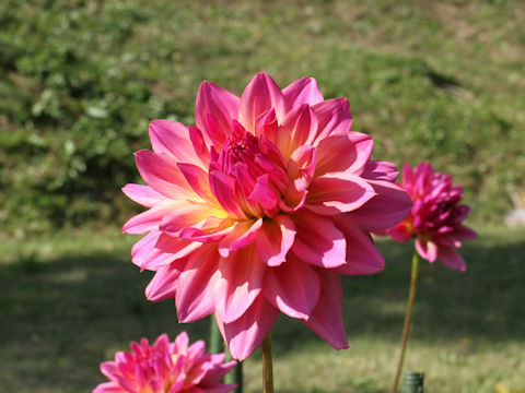 Dahlia hybrida cv. Yumenohito