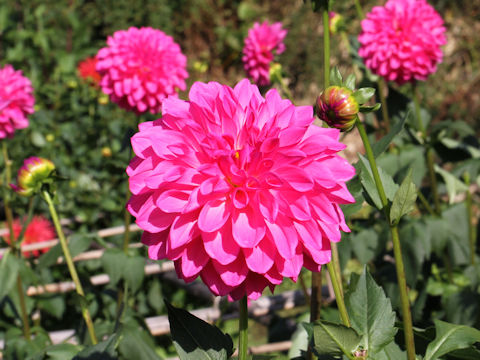 Dahlia hybrida cv. Yumehitoyo