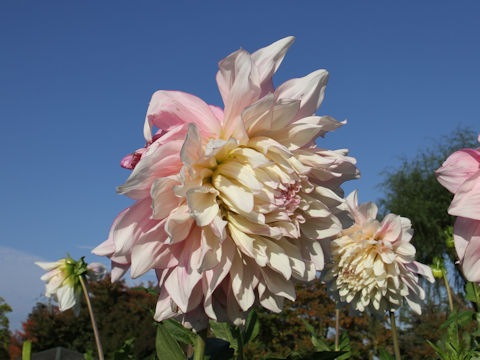 Dahlia hybrida cv. Yumeyamazakura