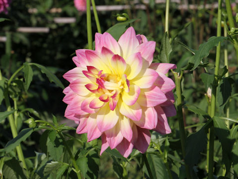 Dahlia hybrida cv. Yumeyasuiren