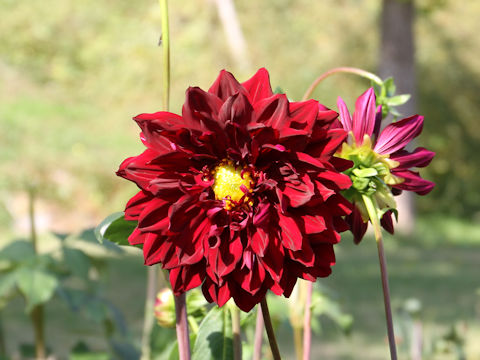 Dahlia hybrida cv. Yorunohomonsha