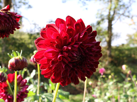 Dahlia hybrida cv. Yaso