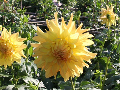 Dahlia hybrida cv. Tomono-omokage