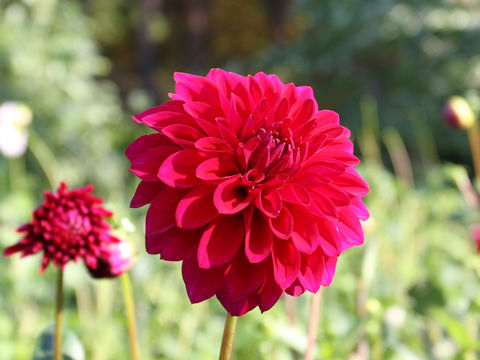 Dahlia hybrida cv. Yuwaku