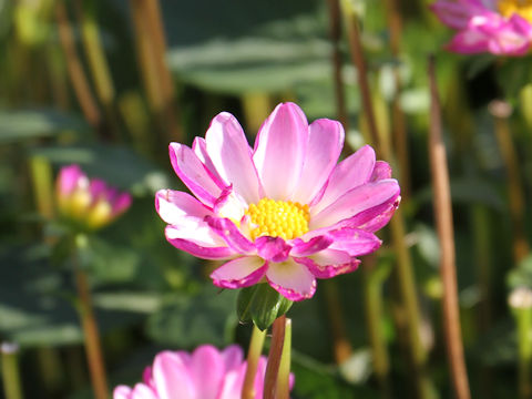 Dahlia hybrida cv. Yuwakomachi