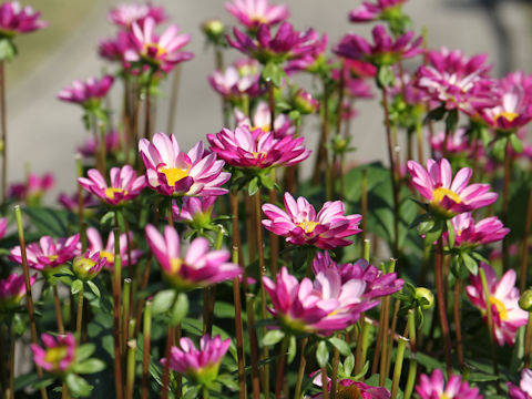 Dahlia hybrida cv. Yuwakomachi