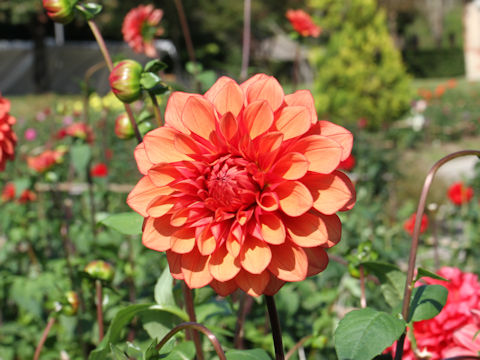 Dahlia hybrida cv. Yunagi