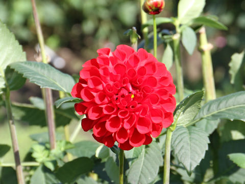 Dahlia hybrida cv. Yuhinoko