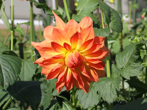 Dahlia hybrida cv. Yuhinoyakusoku