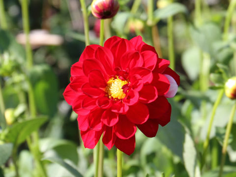 Dahlia hybrida cv. Odoriko