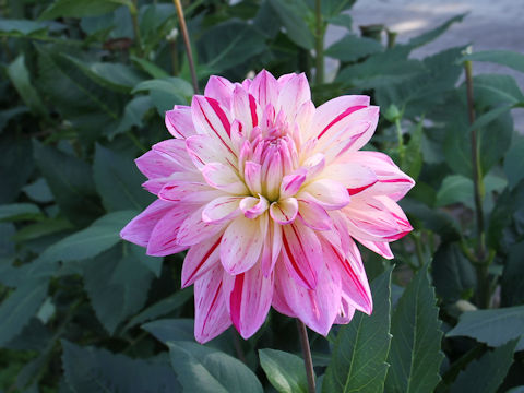 Dahlia hybrida cv. Koishigure