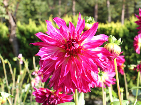 Dahlia hybrida cv. Koihanabi