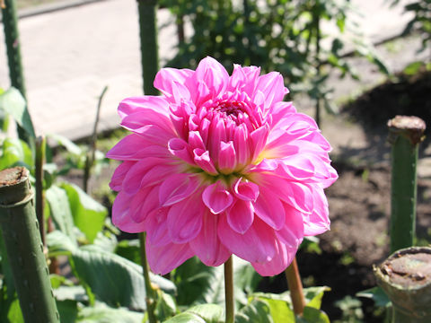 Dahlia hybrida cv. Koiuta