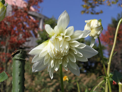 Dahlia hybrida cv. Koihasu