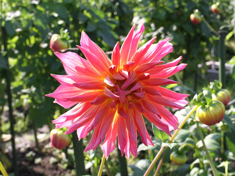 Dahlia hybrida cv. Yawaragi