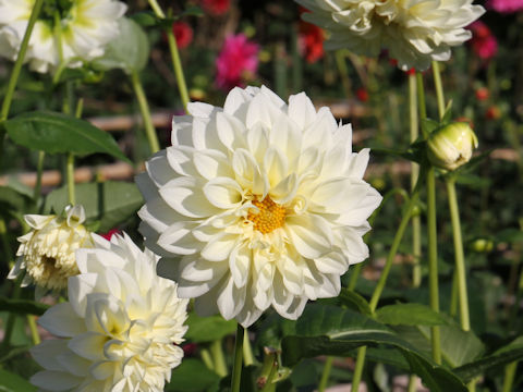 Dahlia hybrida cv. Kizuna